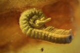 Detailed Fossil Millipede (Diplopoda) and Leaf in Baltic Amber #139060-2